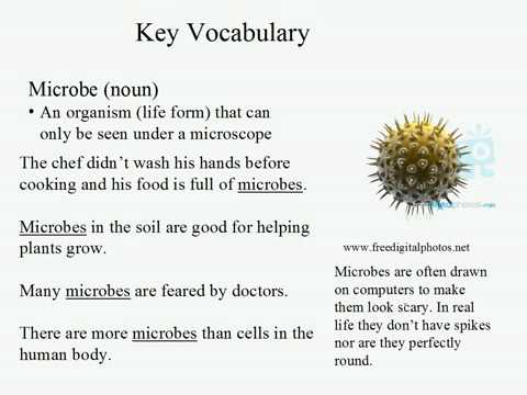 Live Intermediate English Lesson 18: The Food Chain 4: Microbe