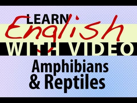 Learn English with Video - Amphibians and Reptiles