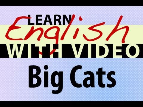 Learn English with Video - Big Cats