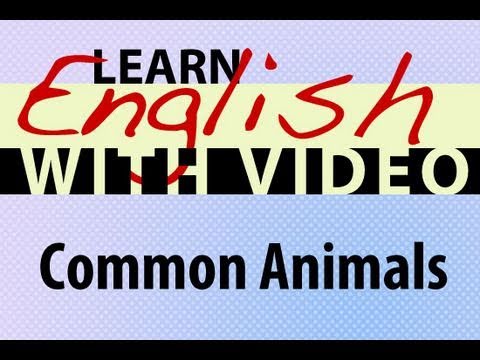 Learn English with Video - Common Animals