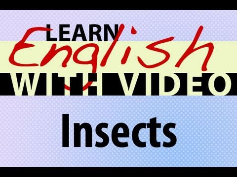 Learn English with Video - Insects