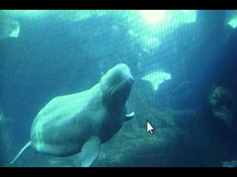 Easy English Poem: Beluga Whale