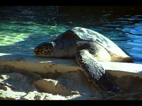 Easy English Story: The Sea Turtle