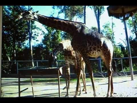 Easy English Story: Two Giraffes