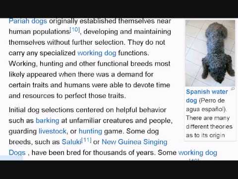 Learn English Reading Lesson 26 Dog Breed