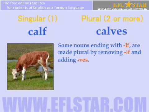 Vocabulary - Irregular Nouns - animals, fish, and bugs