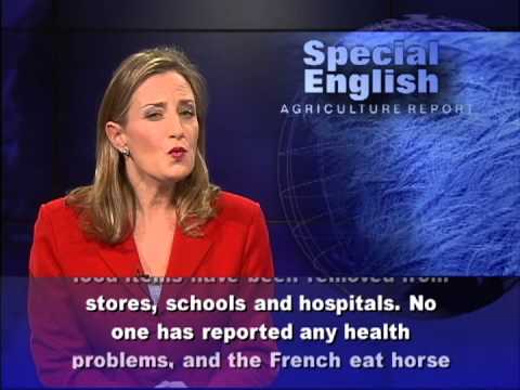 Europe's Horse Meat Problems