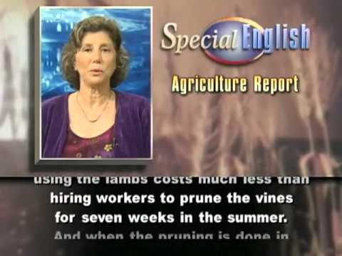 VOA Learning English - Agriculture Report # 397