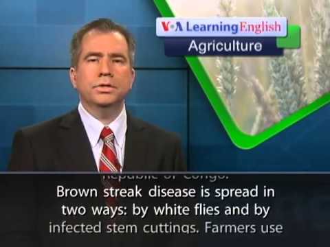 VOA Learning English on 05 June 2013,Cassava Virus Spreads to West Africa