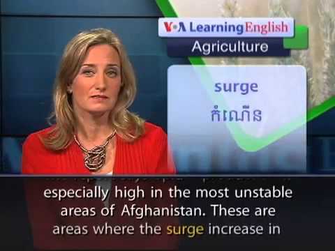 VOA Learning English on 19-June-2013,Afghan Farmers Again Increase Poppy Crop