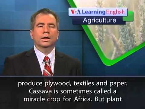 VOA Learning English on 22-June-2013,Cassava Virus Spreads to West Africa
