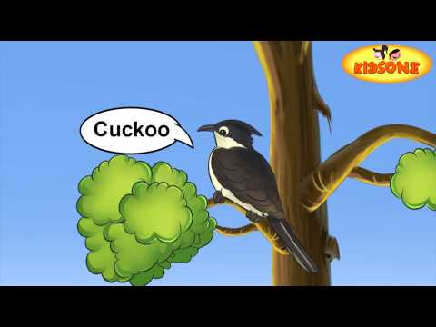 Types Of Birds In English - For Kids