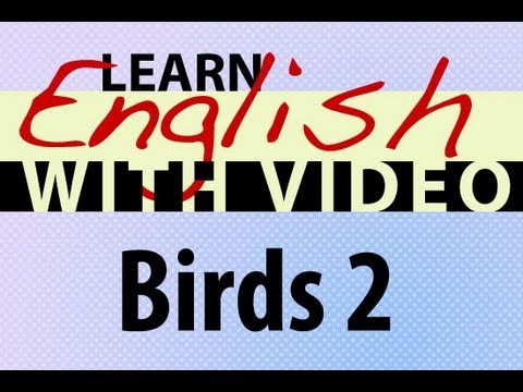 Learn English with Video - Birds 2
