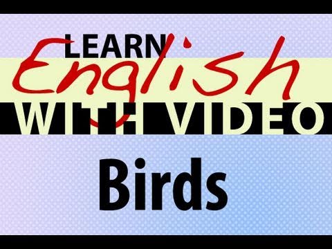 Learn English with Video - Birds