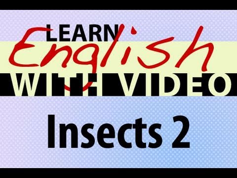 Learn English with Video - Insects 2