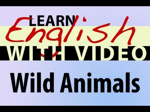 Learn English with Video - Wild Animals
