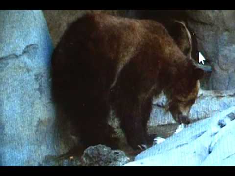 Easy English Story: Grizzly Bear