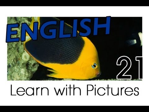 Learn English - English Marine Animals Vocabulary
