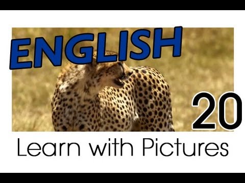 Learn English - English Safari Animals Vocabulary