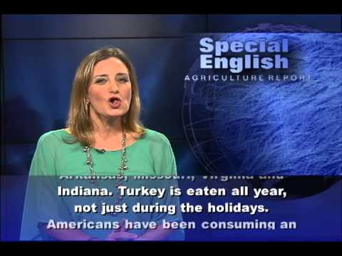 An Unhappy Thanksgiving for Turkey Farmers
