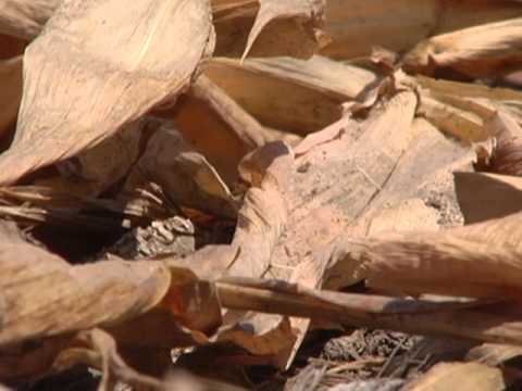 Drought Documentary: A Dry Season