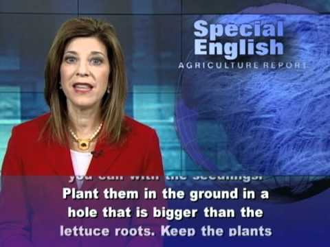 In the Garden: Growing Your Own Lettuce