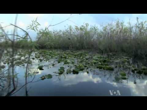 Voices of America: Bill Alvarez, Everglades Guide